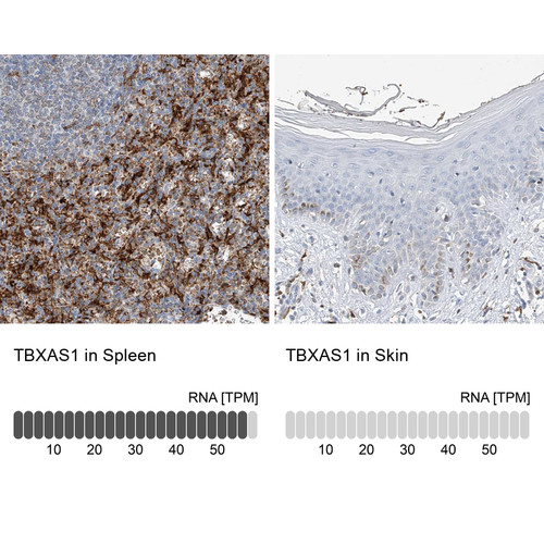 Immunohistochemistry analysis in human spleen and skin tissues using Anti-TBXAS1 antibody. Corresponding TBXAS1 RNA-seq data are presented for the same tissues.