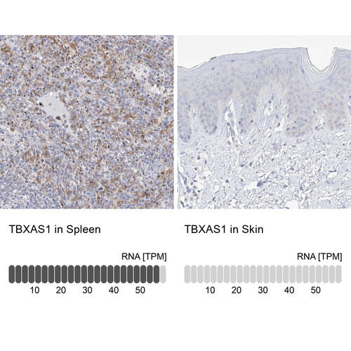 Immunohistochemistry analysis in human spleen and skin tissues using Anti-TBXAS1 antibody. Corresponding TBXAS1 RNA-seq data are presented for the same tissues.