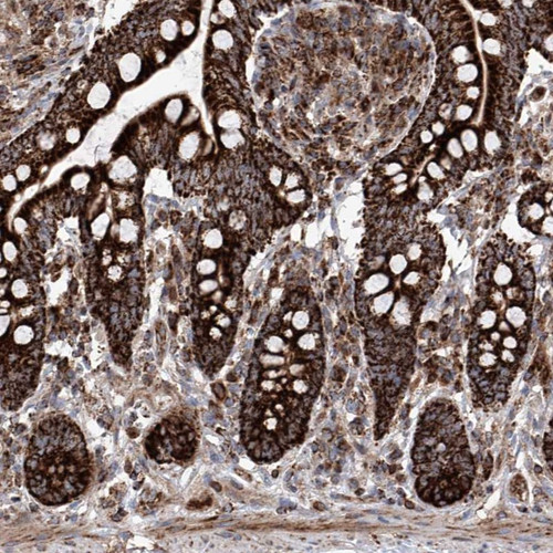 Immunohistochemical staining of human small intestine shows strong granular positivity in glandular cells.