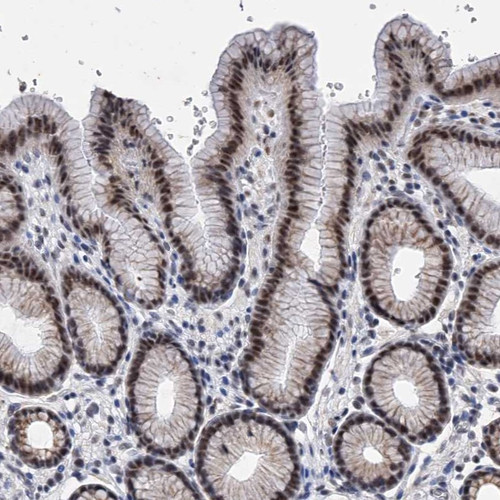 Immunohistochemical staining of human stomach shows moderate nuclear positivity in glandular cells.
