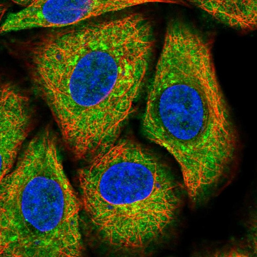 Immunofluorescent staining of human cell line A549 shows localization to cytosol & the Golgi apparatus.