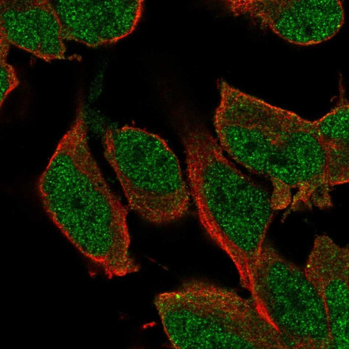 Immunofluorescent staining of human cell line AF22 shows localization to nucleoplasm.