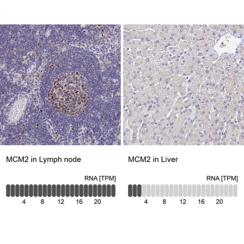 Immunohistochemistry analysis in human lymph node and liver tissues using HPA031495 antibody. Corresponding MCM2 RNA-seq data are presented for the same tissues.