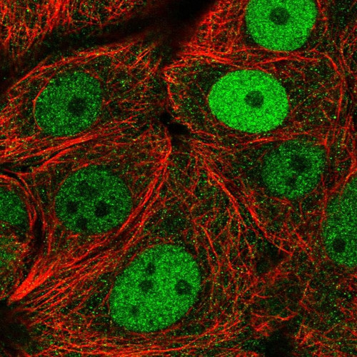 Immunofluorescent staining of human cell line MCF7 shows localization to nucleoplasm.