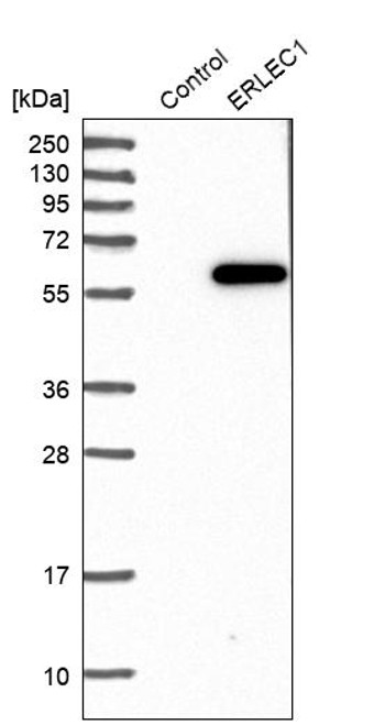 Western blot analysis in control (vector only transfected HEK293T lysate) and ERLEC1 over-expression lysate (Co-expressed with a C-terminal myc-DDK tag (~3.1 kDa) in mammalian HEK293T cells, LY414394).