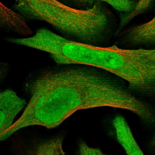 Immunofluorescent staining of human cell line U-2 OS shows localization to nucleus, nucleoli & cytosol.