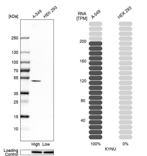 Western blot analysis in human cell lines A-549 and HEK293 using Anti-KYNU antibody. Corresponding KYNU RNA-seq data are presented for the same cell lines. Loading control: Anti-HSP90B1.