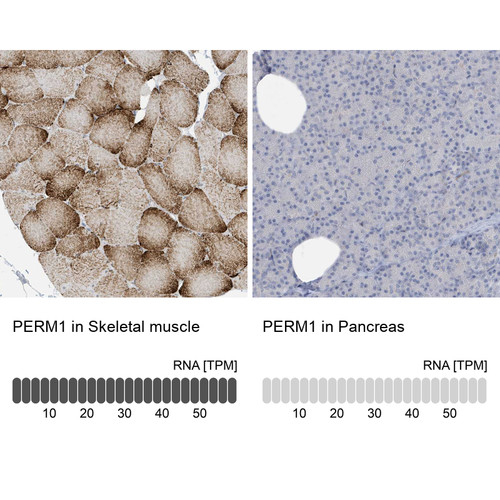 Immunohistochemistry analysis in human skeletal muscle and pancreas tissues using HPA031712 antibody. Corresponding PERM1 RNA-seq data are presented for the same tissues.
