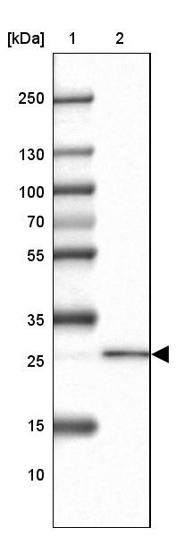 Lane 1: Marker [kDa] 250, 130, 100, 70, 55, 35, 25, 15, 10<br/>Lane 2: Human cell line U-87 MG