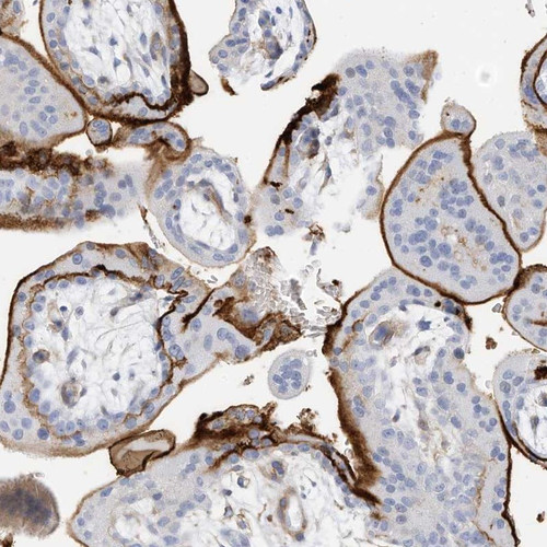 Immunohistochemical staining of human placenta shows strong membranous positivity in trophoblastic cells.