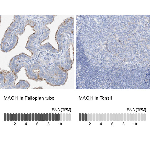 Immunohistochemistry analysis in human fallopian tube and tonsil tissues using Anti-MAGI1 antibody. Corresponding MAGI1 RNA-seq data are presented for the same tissues.