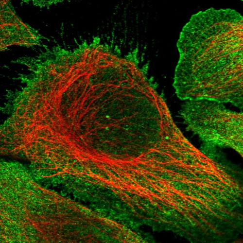 Immunofluorescent staining of human cell line U-2 OS shows localization to nucleoplasm & plasma membrane.