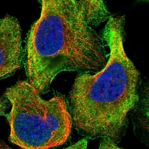 Immunofluorescent staining of human cell line U-2 OS shows localization to plasma membrane & cytosol.