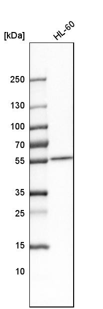 Western blot analysis in human cell line HL-60.
