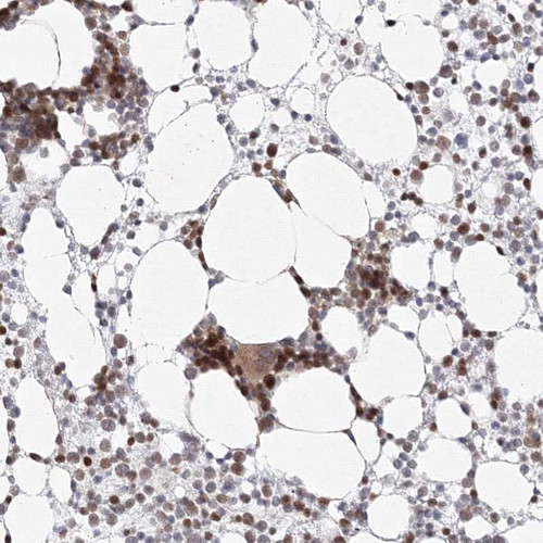 Immunohistochemical staining of human bone marrow shows strong nuclear positivity in hematopoietic cells.