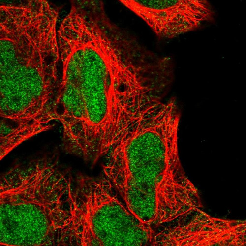 Immunofluorescent staining of human cell line HEK 293 shows localization to nucleoplasm & cytosol.