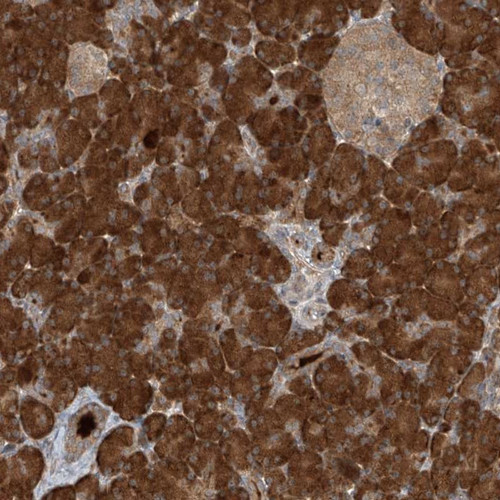Immunohistochemical staining of human pancreas shows strong cytoplasmic positivity in exocrine glandular cells.