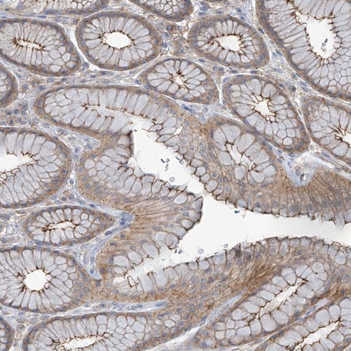 Immunohistochemical staining of human stomach shows moderate luminal membrane and cytoplasmic positivity in glandular cells.