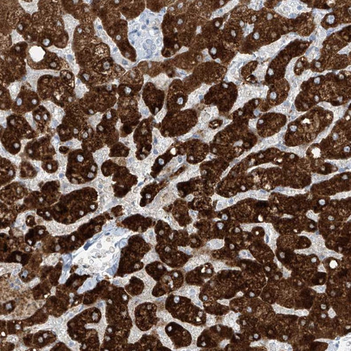 Immunohistochemical staining of human liver shows strong cytoplasmic positivity in hepatocytes.