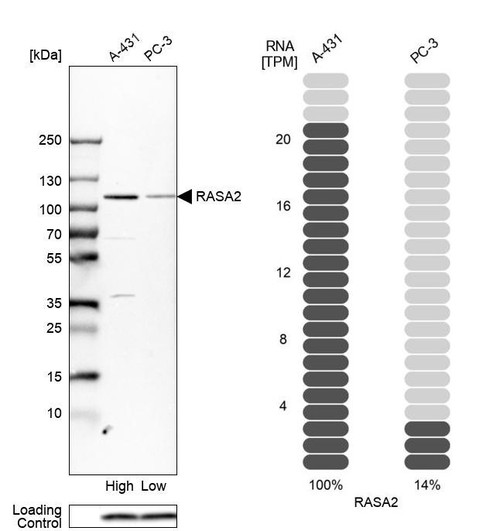 Western blot analysis in human cell lines A-431 and PC-3 using Anti-RASA2 antibody. Corresponding RASA2 RNA-seq data are presented for the same cell lines. Loading control: Anti-PFN1.