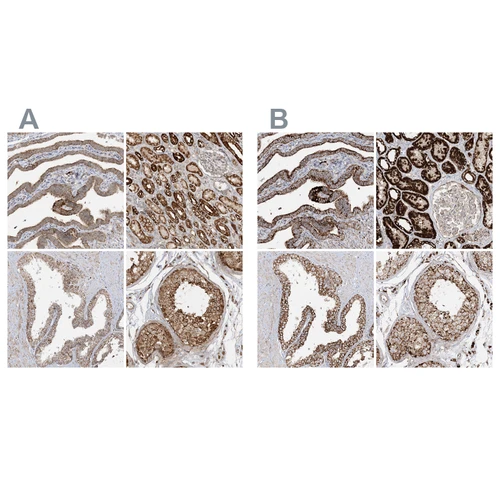 Immunohistochemical staining of human fallopian tube, kidney, prostate and testis using Anti-NDUFAF3 antibody HPA035377 (A) shows similar protein distribution across tissues to independent antibody HPA035376 (B).
