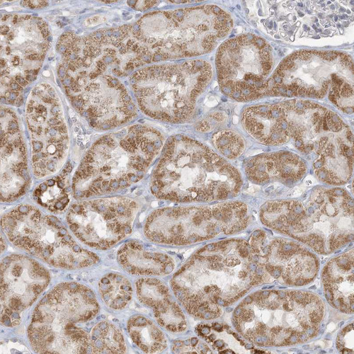 Immunohistochemical staining of human kidney shows moderate granular cytoplasmic positivity in cells in tubules.