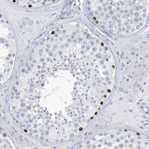 Immunohistochemical staining of human testis shows strong nuclear positivity in cells in seminiferous ducts.