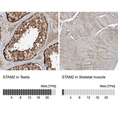 Immunohistochemistry analysis in human testis and skeletal muscle tissues using HPA035528 antibody. Corresponding STAM2 RNA-seq data are presented for the same tissues.