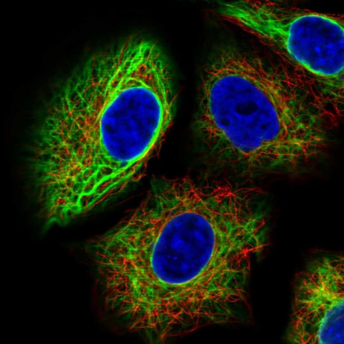 Immunofluorescent staining of human cell line A549 shows localization to intermediate filaments.