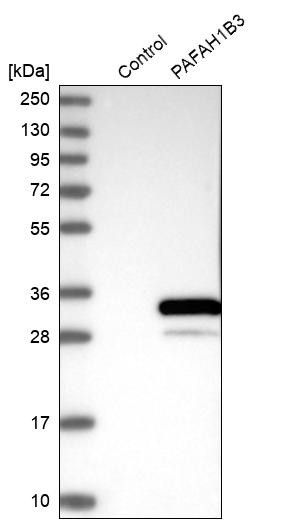 Western blot analysis in control (vector only transfected HEK293T lysate) and PAFAH1B3 over-expression lysate (Co-expressed with a C-terminal myc-DDK tag (~3.1 kDa) in mammalian HEK293T cells, LY400914).