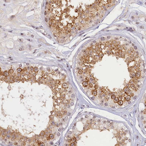 Immunohistochemical staining of human testis shows moderate cytoplasmic positivity in cells in seminiferus ducts.