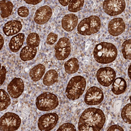 Immunohistochemical staining of human stomach shows strong cytoplasmic positivity in glandular cells.