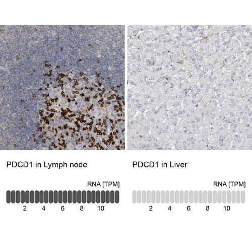 Immunohistochemistry analysis in human lymph node and liver tissues using HPA035981 antibody. Corresponding PDCD1 RNA-seq data are presented for the same tissues.