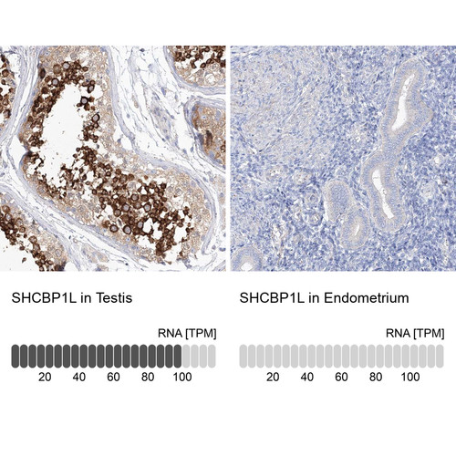 Immunohistochemistry analysis in human testis and endometrium tissues using Anti-SHCBP1L antibody. Corresponding SHCBP1L RNA-seq data are presented for the same tissues.