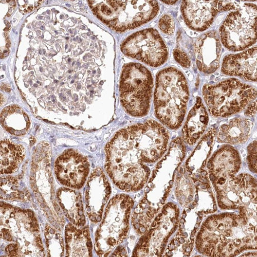 Immunohistochemical staining of human kidney shows strong cytoplasmic positivity in tubular cells.