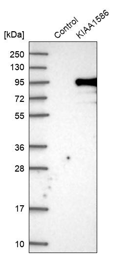 Western blot analysis in control (vector only transfected HEK293T lysate) and KIAA1586 over-expression lysate (Co-expressed with a C-terminal myc-DDK tag (~3.1 kDa) in mammalian HEK293T cells, LY412227).