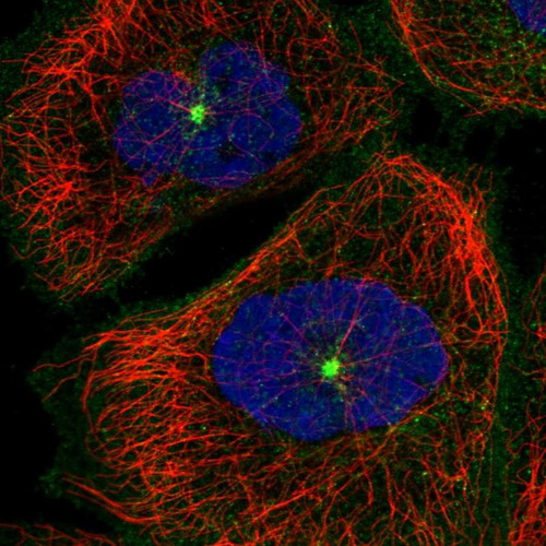 Immunofluorescent staining of human cell line A-431 shows localization to microtubule organizing center & vesicles.