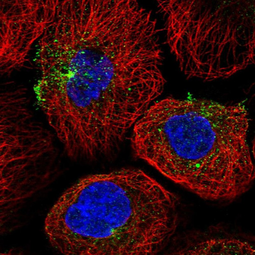 Immunofluorescent staining of human cell line A-431 shows localization to microtubule organizing center & vesicles.
