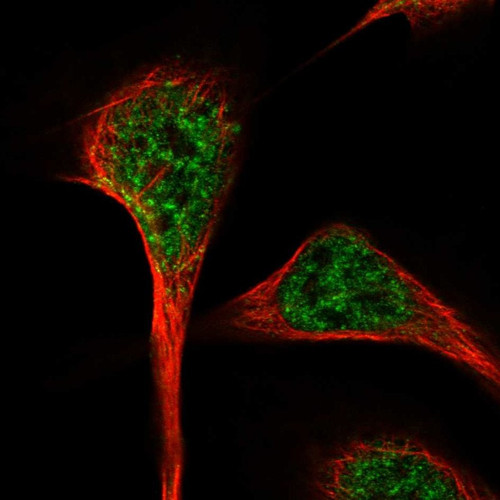 Immunofluorescent staining of human cell line U-2 OS shows localization to nuclear speckles.