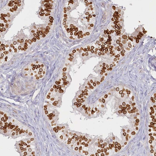 Immunohistochemical staining of human epididymis shows strong nuclear membrane positivity in glandular cells. 