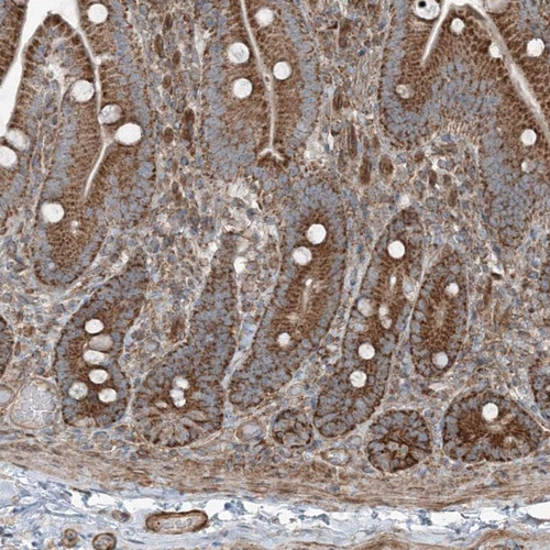Immunohistochemical staining of human duodenum shows strong cytoplasmic positivity in glandular cells.