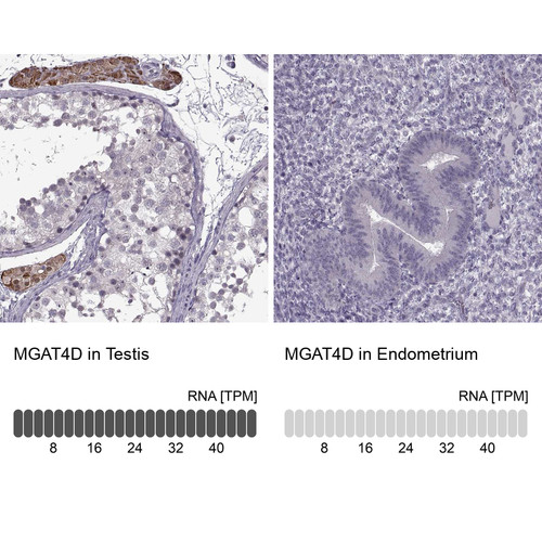 Immunohistochemistry analysis in human testis and endometrium tissues using Anti-MGAT4D antibody. Corresponding MGAT4D RNA-seq data are presented for the same tissues.