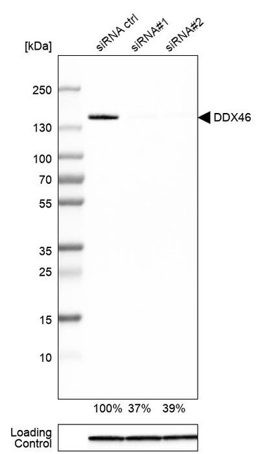 Western blot analysis in HEK293 cells transfected with control siRNA, target specific siRNA probe #1 and #2, using Anti-DDX46 antibody. Remaining relative intensity is presented. Loading control: Anti-GAPDH.