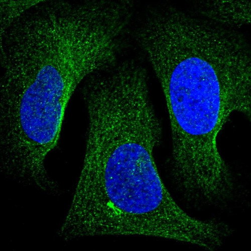 Immunofluorescent staining of human cell line U-2 OS shows localization to microtubules.