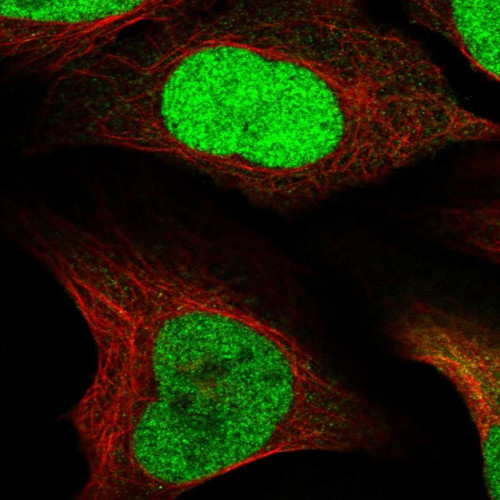 Immunofluorescent staining of human cell line U-2 OS shows localization to nucleoplasm.