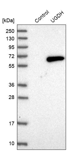 Western blot analysis in control (vector only transfected HEK293T lysate) and UGDH over-expression lysate (Co-expressed with a C-terminal myc-DDK tag (~3.1 kDa) in mammalian HEK293T cells, LY401149).