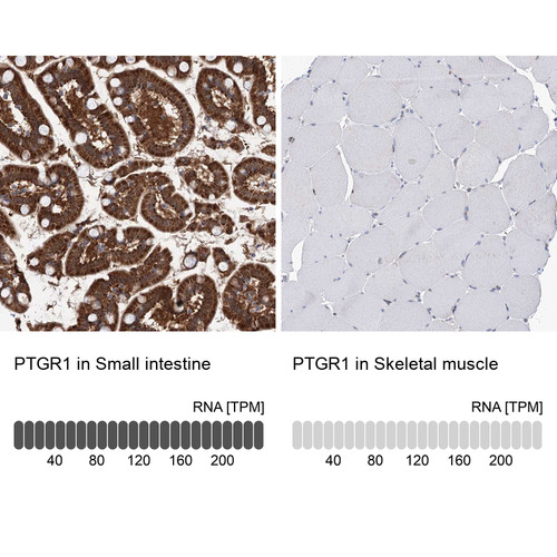 Immunohistochemistry analysis in human small intestine and skeletal muscle tissues using HPA036724 antibody. Corresponding PTGR1 RNA-seq data are presented for the same tissues.