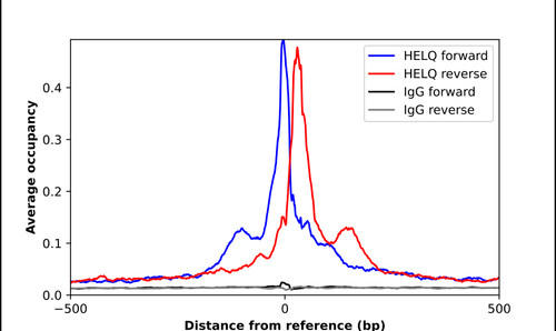 ChIP-Exo-Seq composite graph for Anti-HELQ (HPA036853, Lot A91998) tested in K562 cells. Strand-specific reads (blue: forward, red: reverse) and IgG controls (black: forward, grey: reverse) are plotted against the distance from a composite set of reference binding sites. The antibody exhibits robust target enrichment compared to a non-specific IgG control and precisely reveals its structural organization around the binding site. Data generated by Prof. B. F. Pugh's Lab at Cornell University.