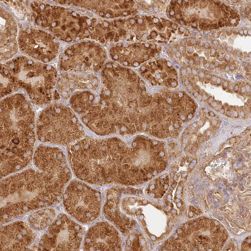Immunohistochemical staining of human kidney shows strong cytoplasmic positivity in cells in tubules.