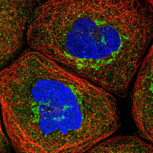 Immunofluorescent staining of human cell line A-431 shows localization to the Golgi apparatus & vesicles.